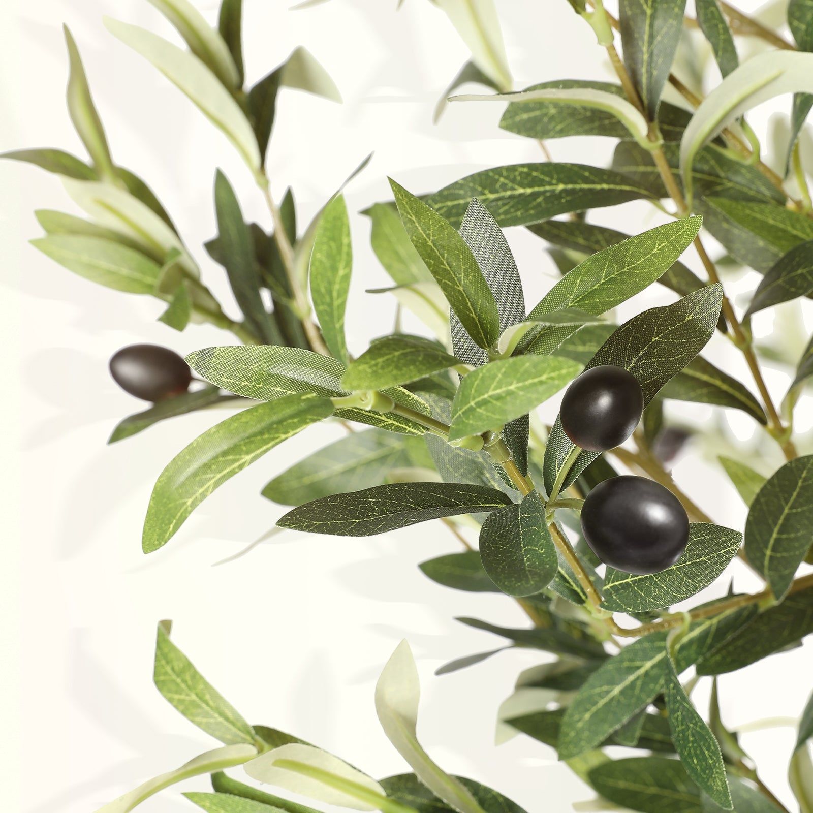 8FT Natural Olive Tree
